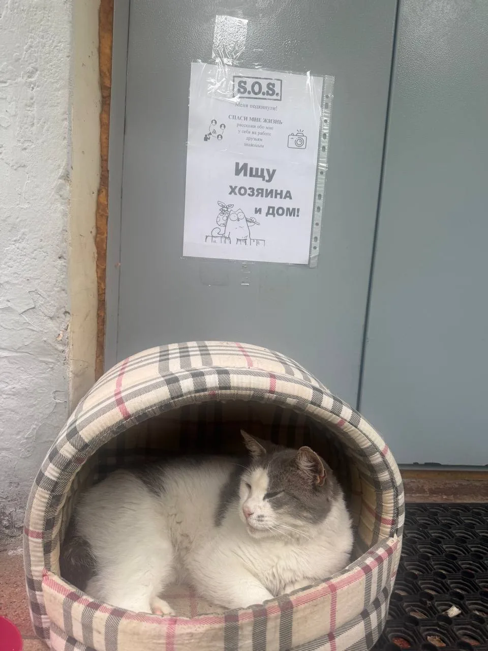 Кошка выкинули вместе с домиком во Внуково.

📍 деревня Рассказовка , дом 202 живет на улице уже бол