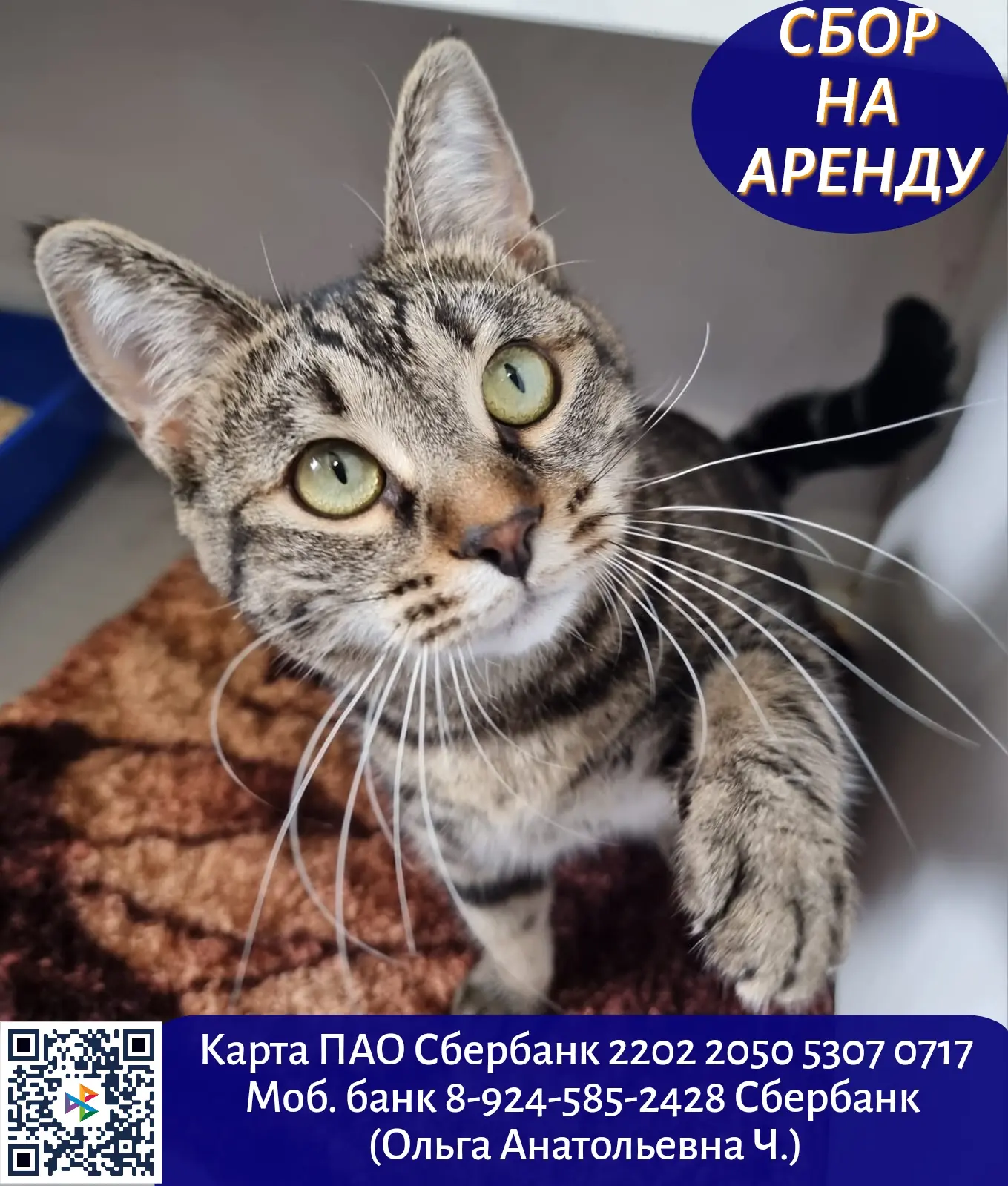 Мы продолжаем сбор на оплату аренды приюта.