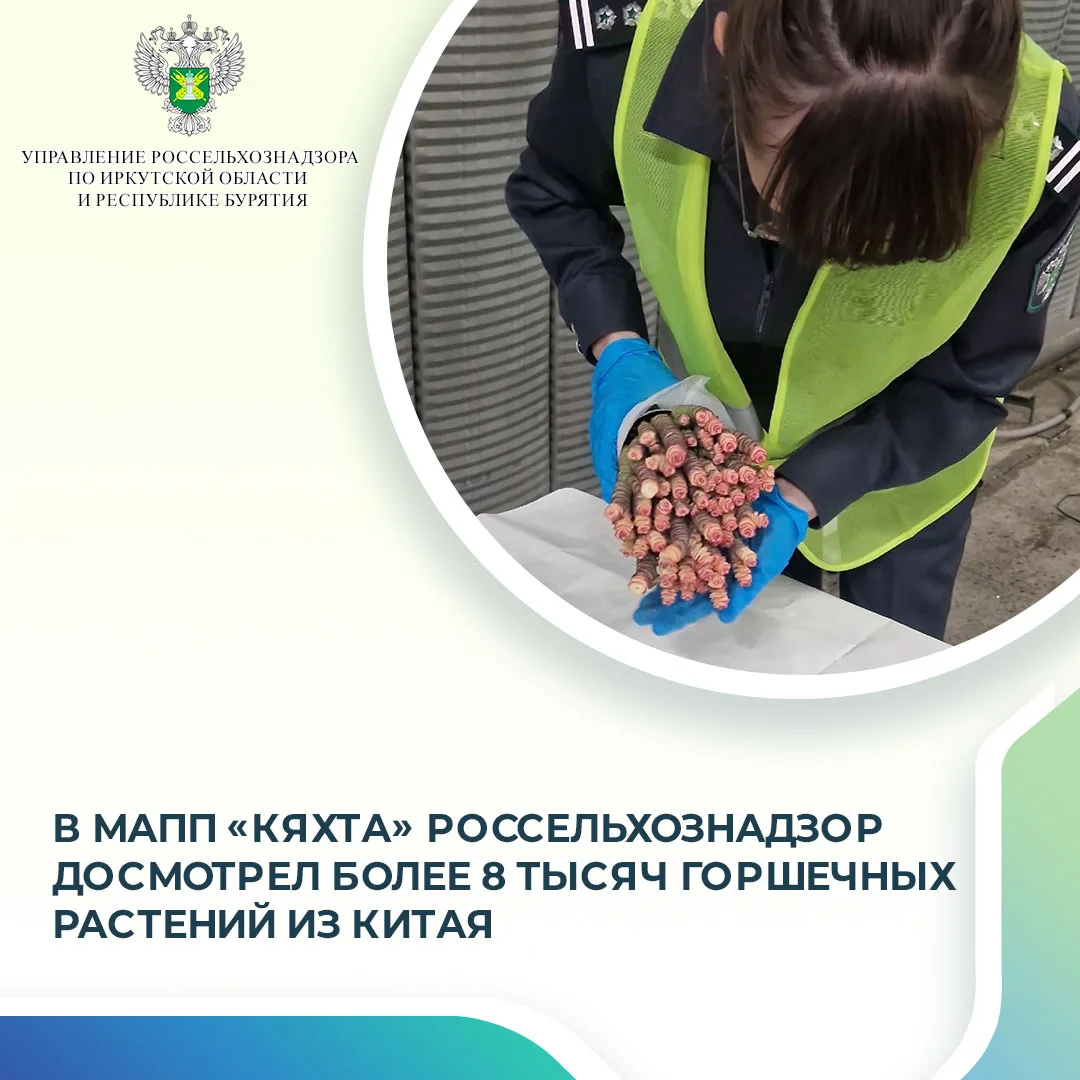 11 июня 2026 года Управлением Россельхознадзора по Иркутской области и Республике Бурятия в МАПП «Кя
