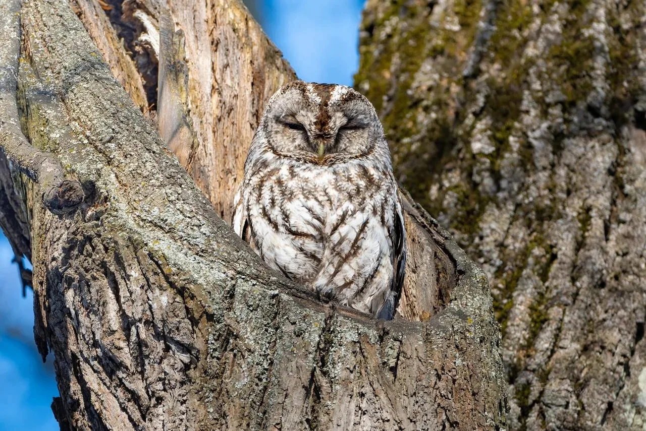 🦉 Если долго всматриваться в дерево, то дерево начнет всматриваться в вас!