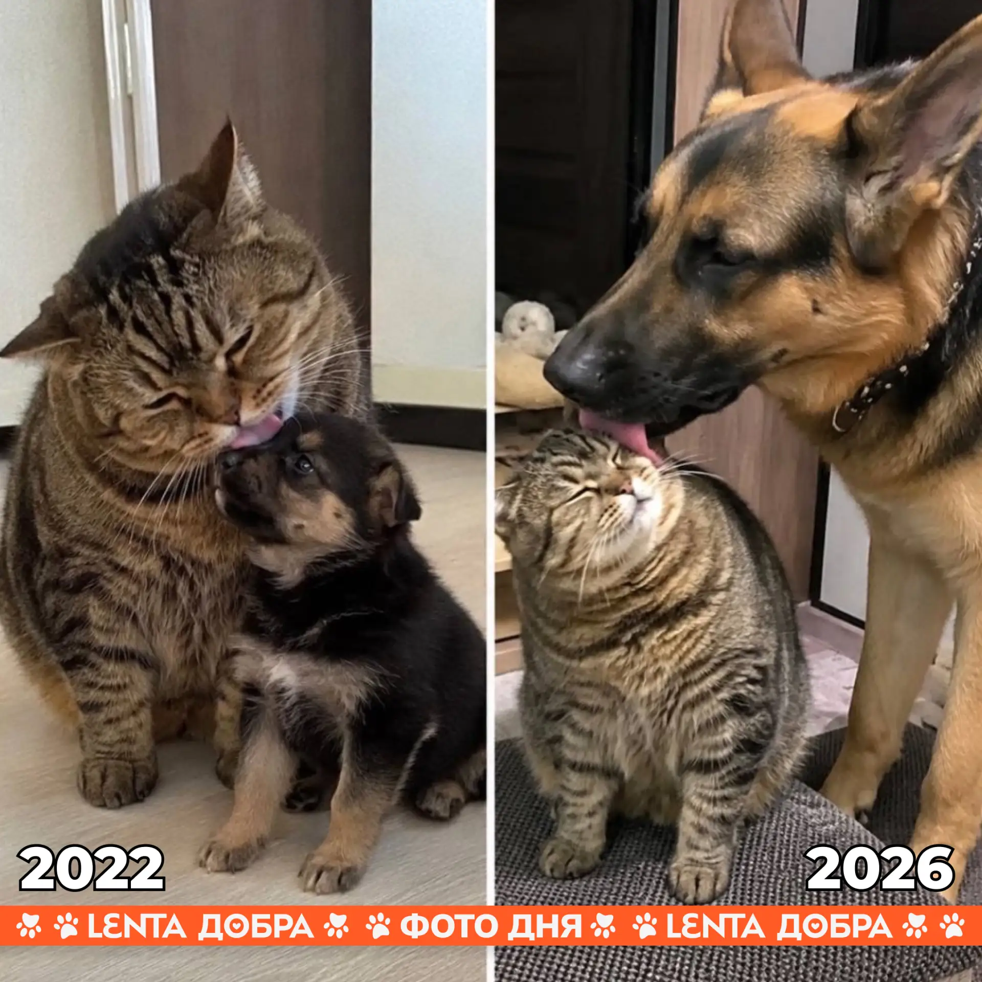 🧡 Фото дня: размеры изменились, а любовь нет