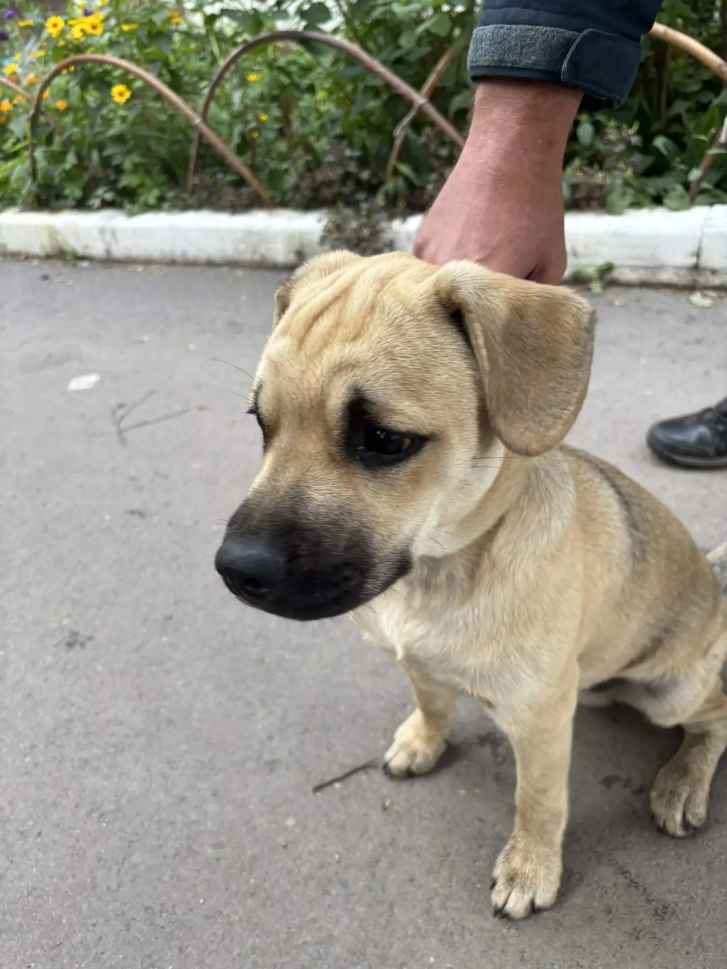 Нашли щенка в ошейнике, в районе центра, продержали у себя, долго держать не можем. Мам...