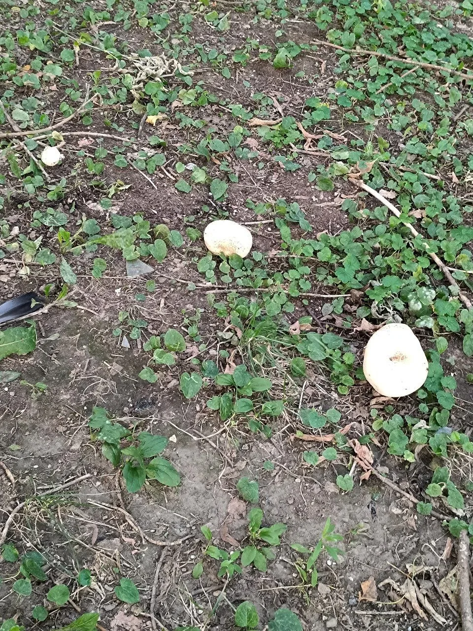🍄 🟫 На Свободном проспекте — свой ежегодный урожай шампиньонов.
