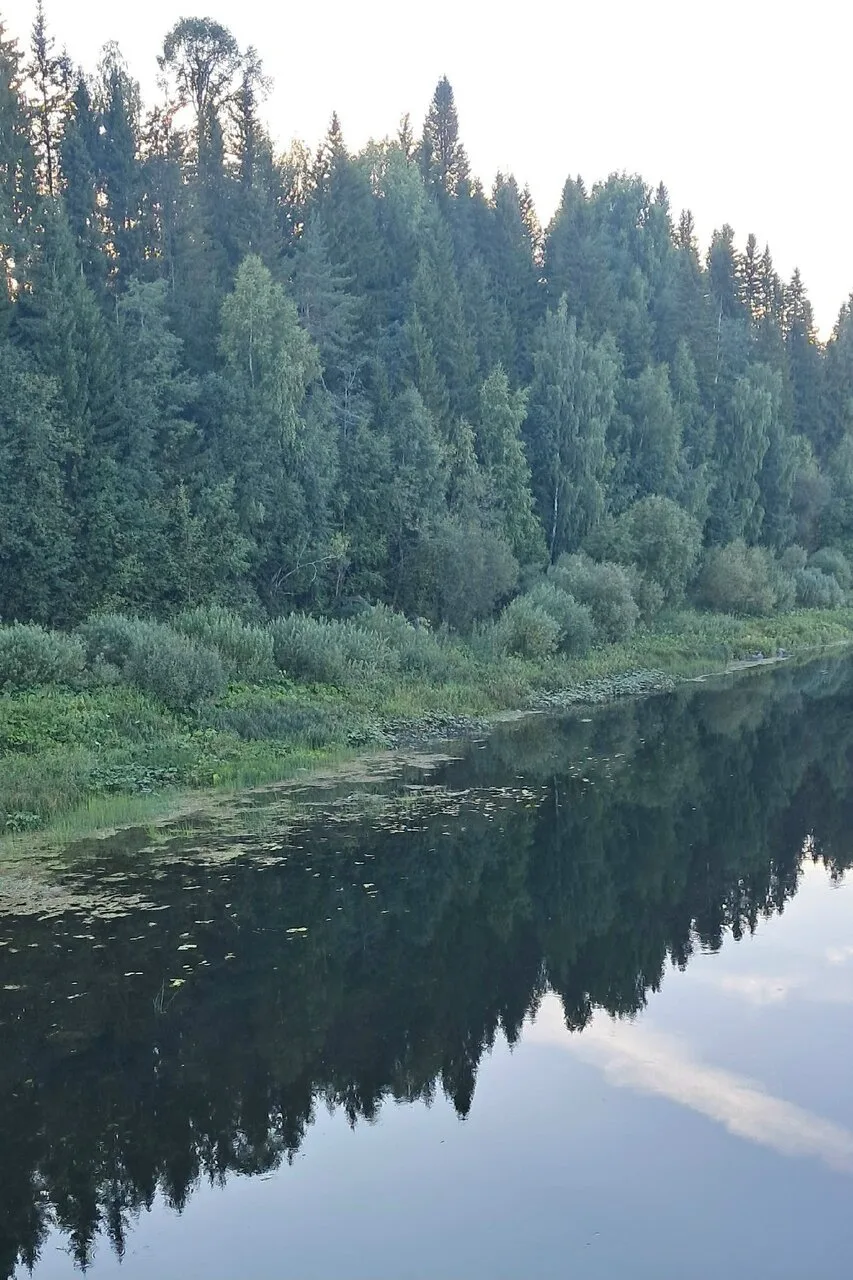 Устьянское лето радует дарами и природой 🌲