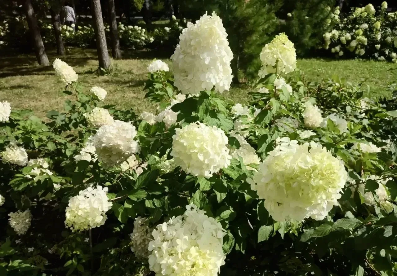 💐 Шикарные шапки соцветий белой гортензии украсили Центральный парк в Новосибирске