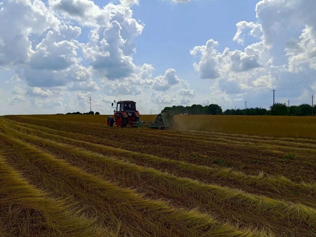 В ООО «Котонин» идет уборка льна-долгунца на зеленец.