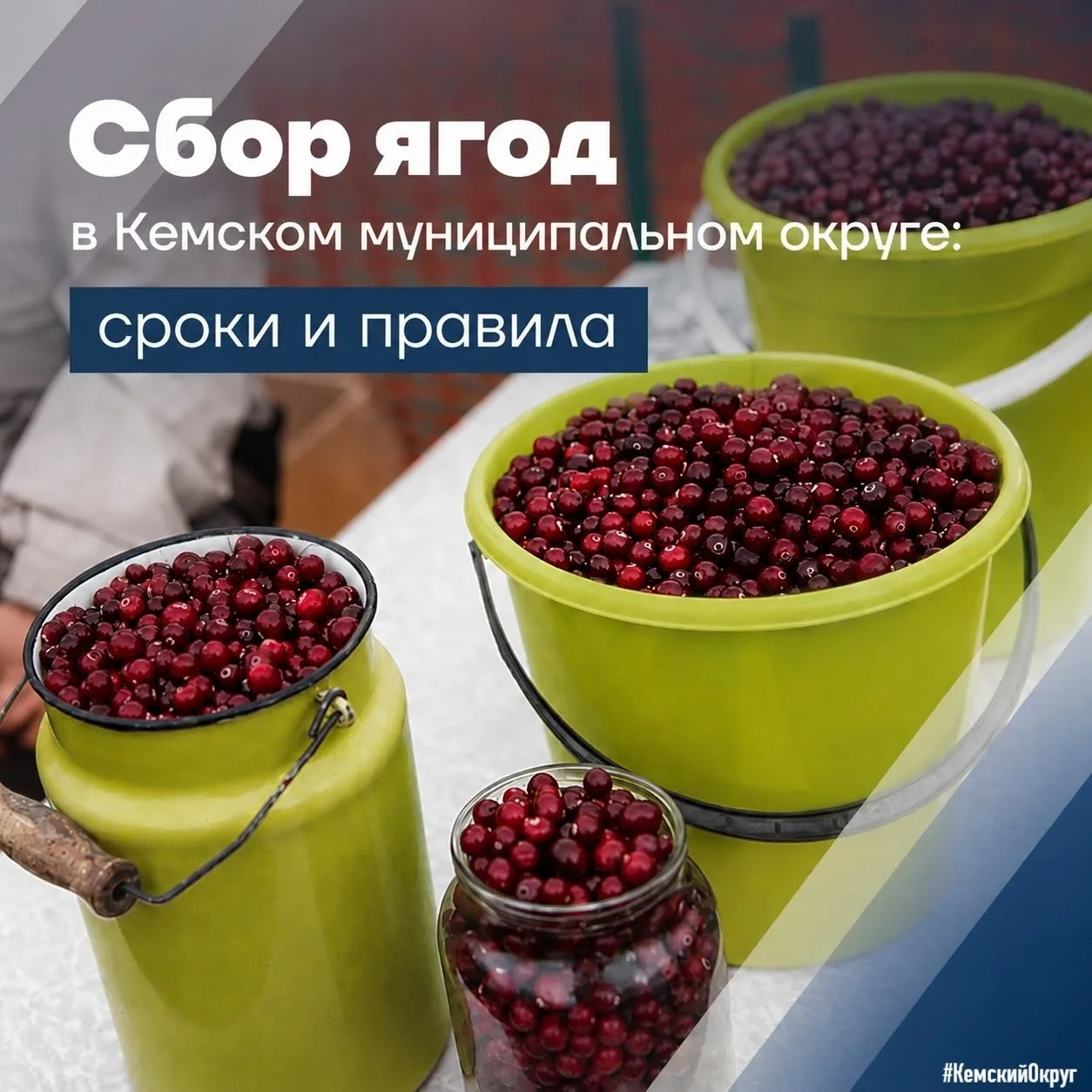 📌Сбор ягод в Кемском МО: сроки и правила
