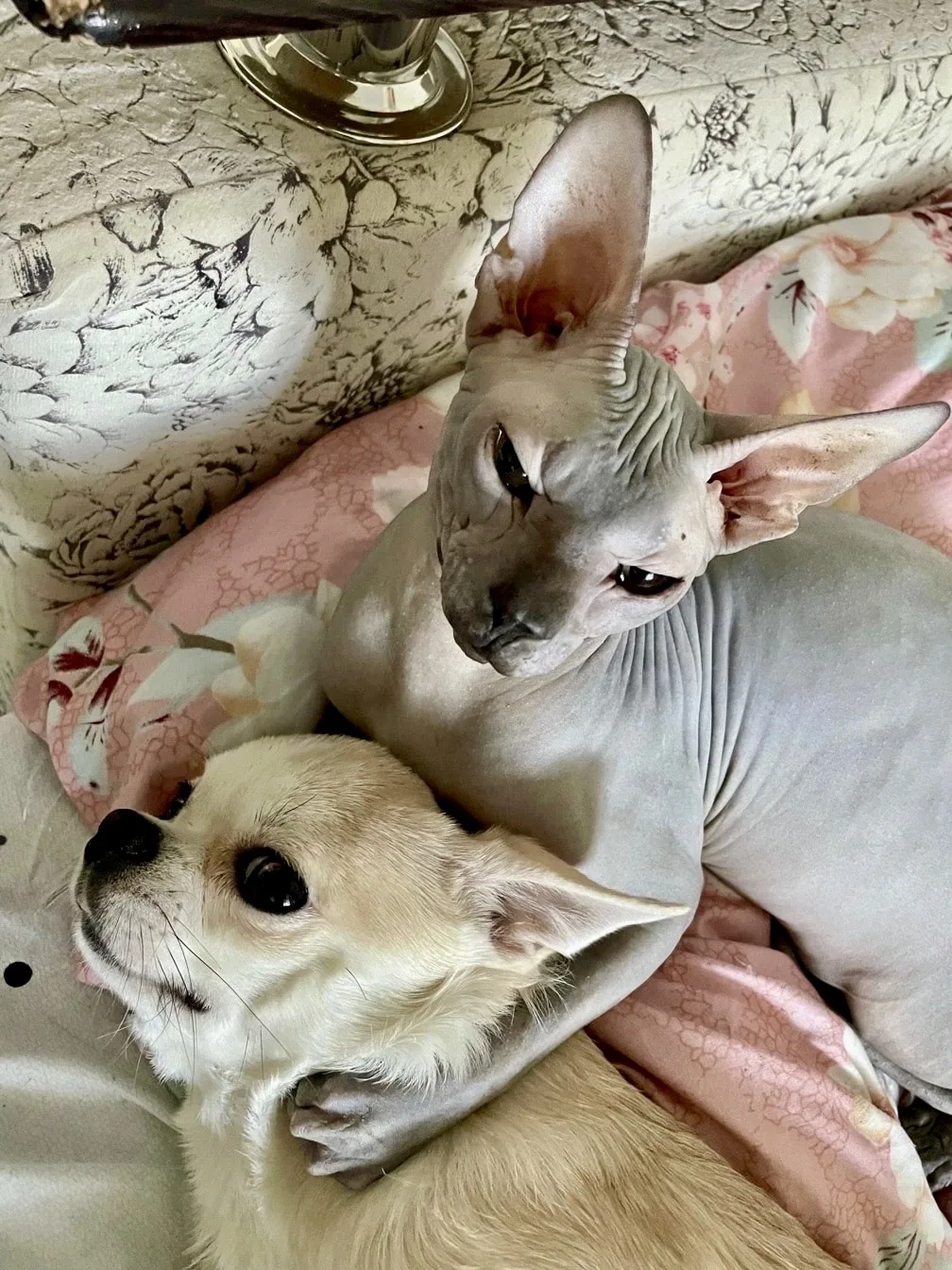 🐾😁😂
Мир КОЖИ и МЕХА…