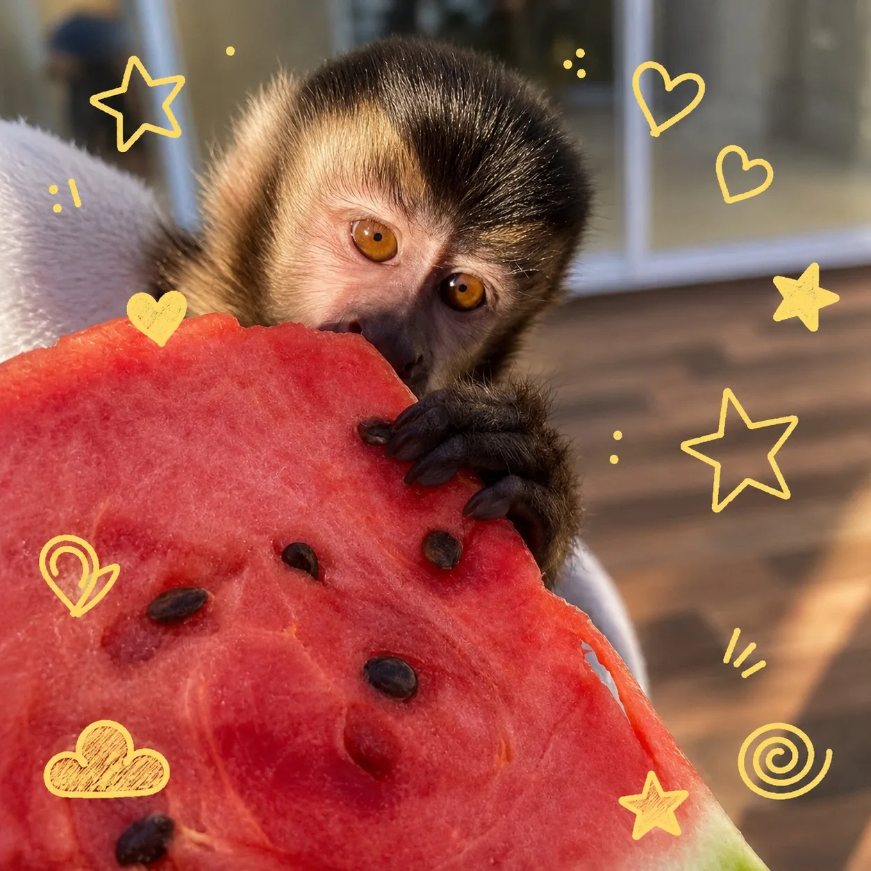 Смешные авы с обезьянками 🐵