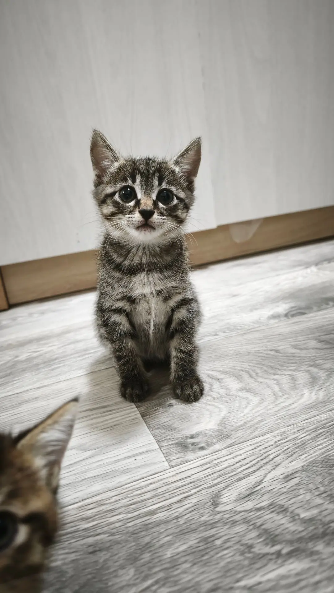 Отдам в добрые руки двух кошечек. Кушают все , ходят на лоток.