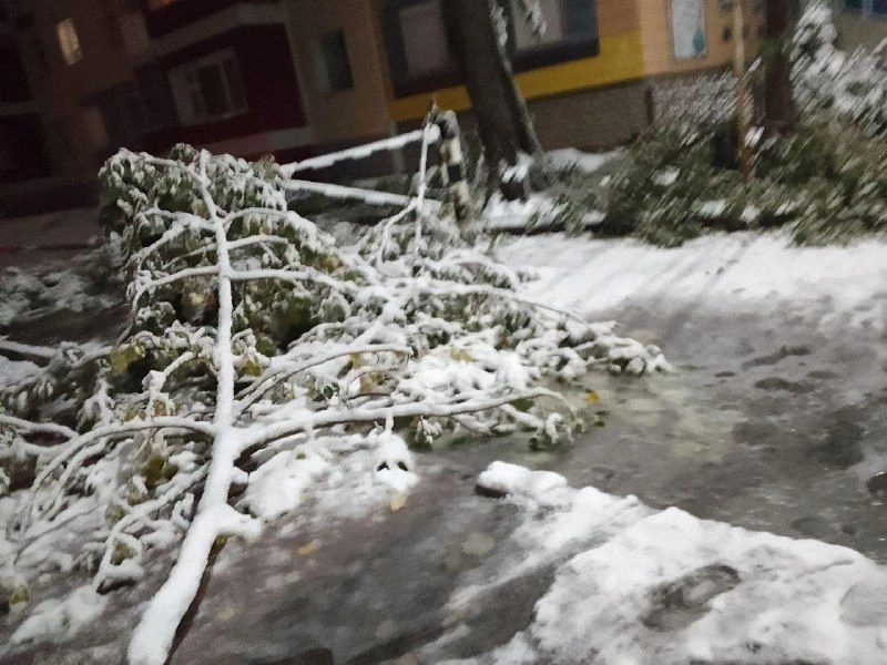 Здравствуйте, ходить небезопасно. в любой момент ветка или дерево могут обрушиться, маш...