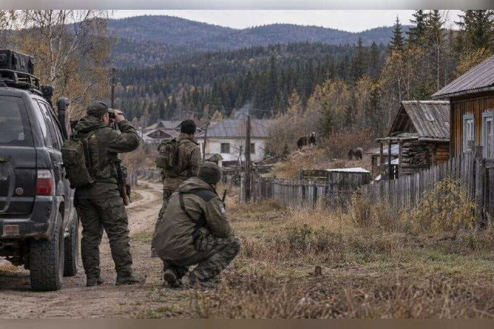 🐻 Медведи подошли вплотную к сёлам: за сутки в Забайкалье ликвидировали четырёх опасны...
