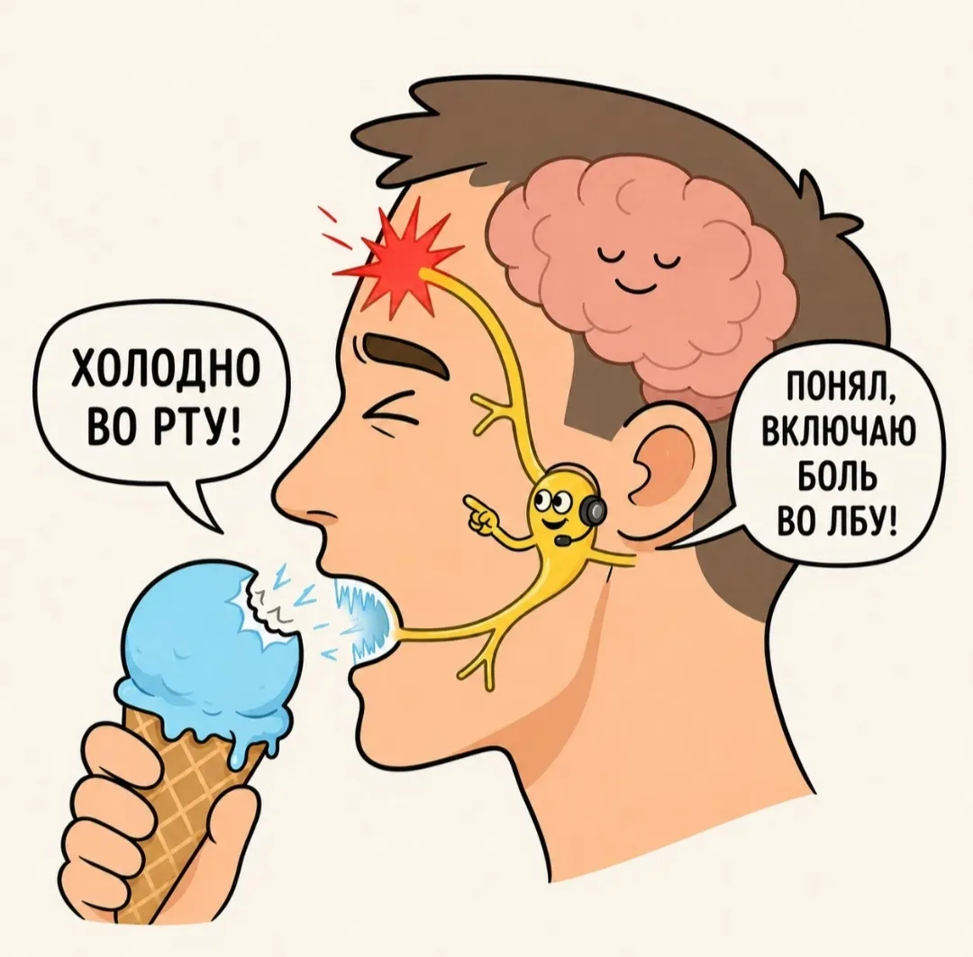 Вы откусываете большой кусок мороженого, и через несколько секунд лоб пронзает резкая боль. Кажется,