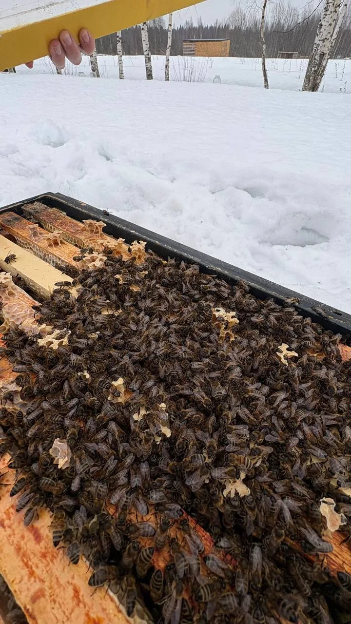 Пчёлы вышли из зимы и делают первые вылеты. 🐝