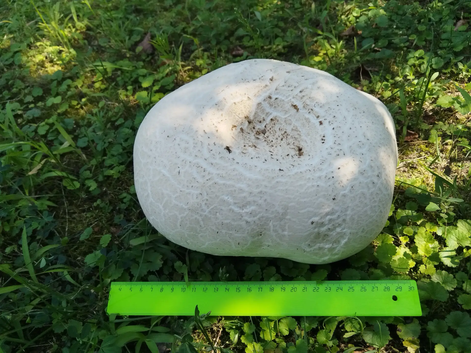 🍄Встретили в лесу «белый шар»? Знакомьтесь, это Лангермания!
