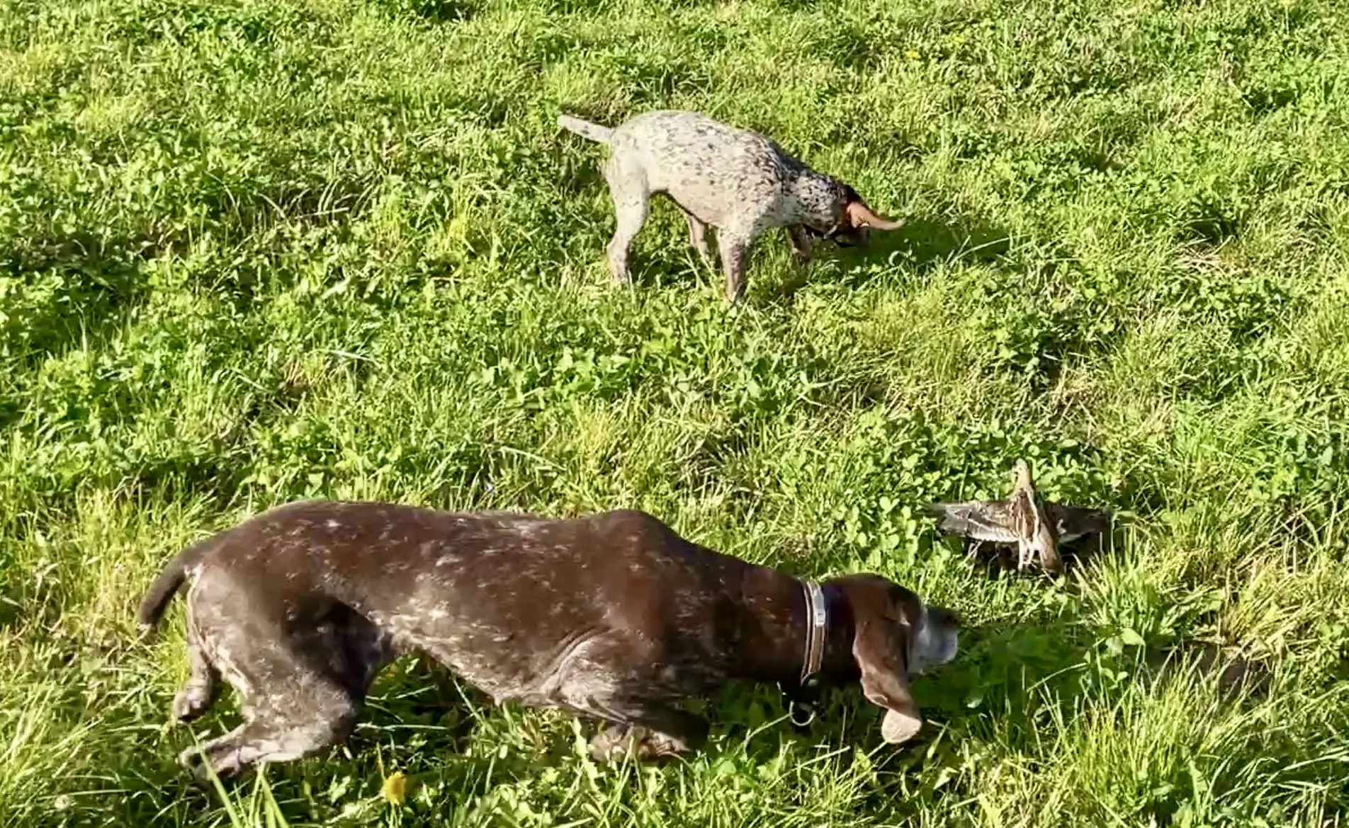 Две собаки в доме 🐾