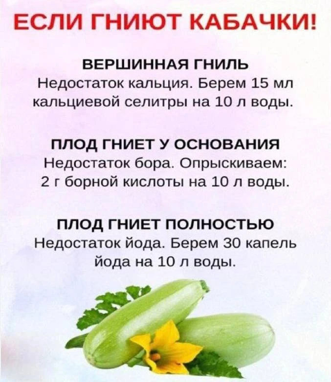 Что делать, если гниют кабачки ?!