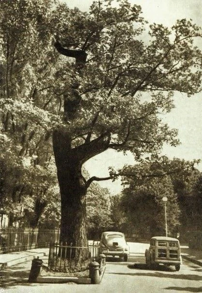 🌳 «Петровский» дуб на Каменном острове

🔹На Каменном острове раньше стоял большой дуб, который в к