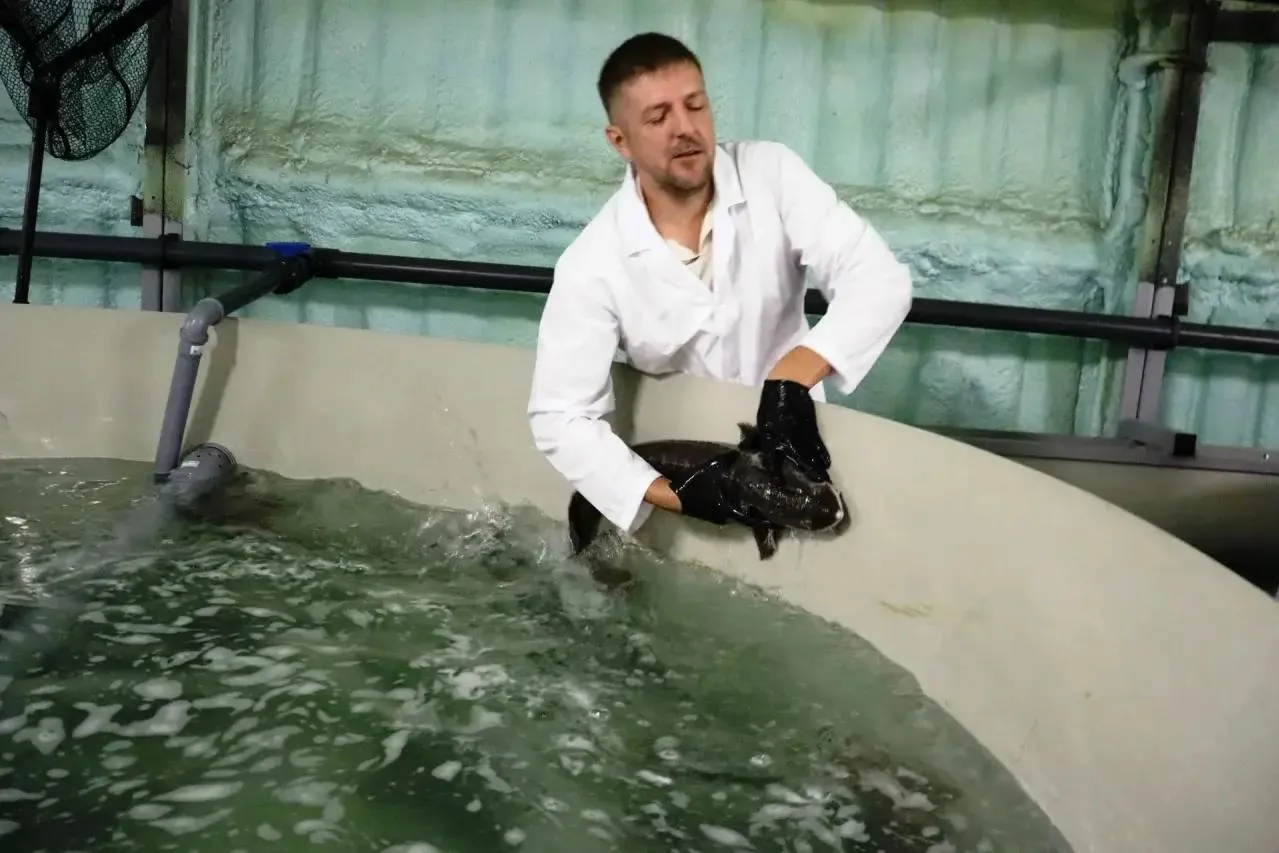 Деликатес будет свой: осетра начали выращивать под Новокузнецком