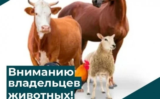 Собственники сельскохозяйственных животных действительно несут ответственность за их содержание и об