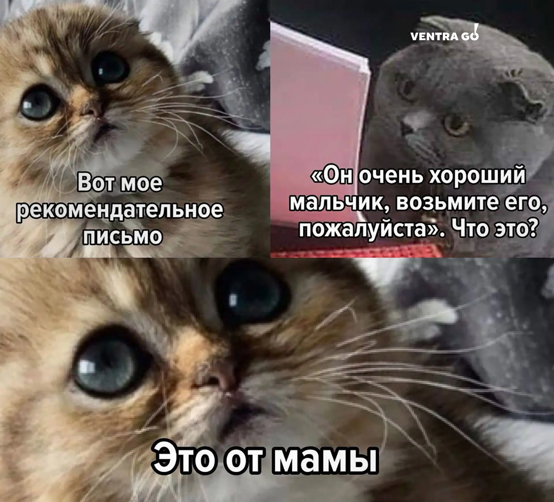 🙈 Для того, чтобы найти постоянную занятость через Маркет вакансий Ventra Go!, рекомен...
