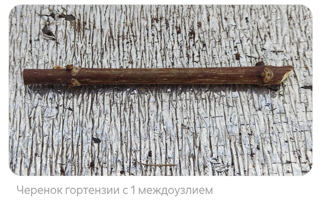 Размножение гортензии