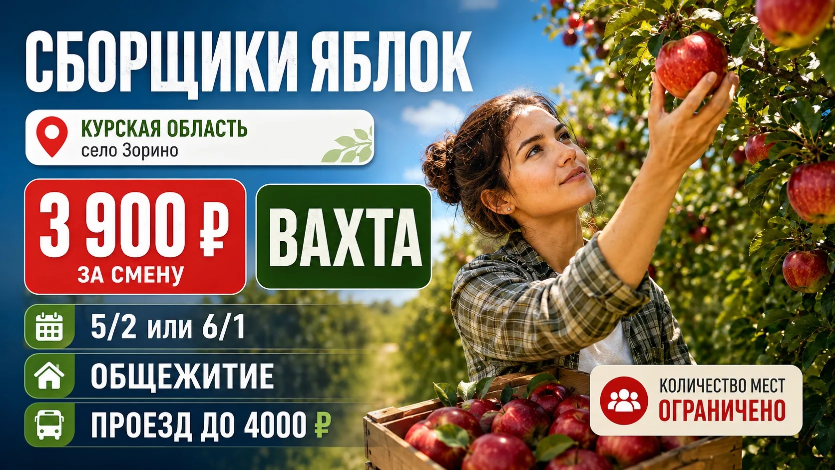 🍎 Сборщик яблок — Курская область