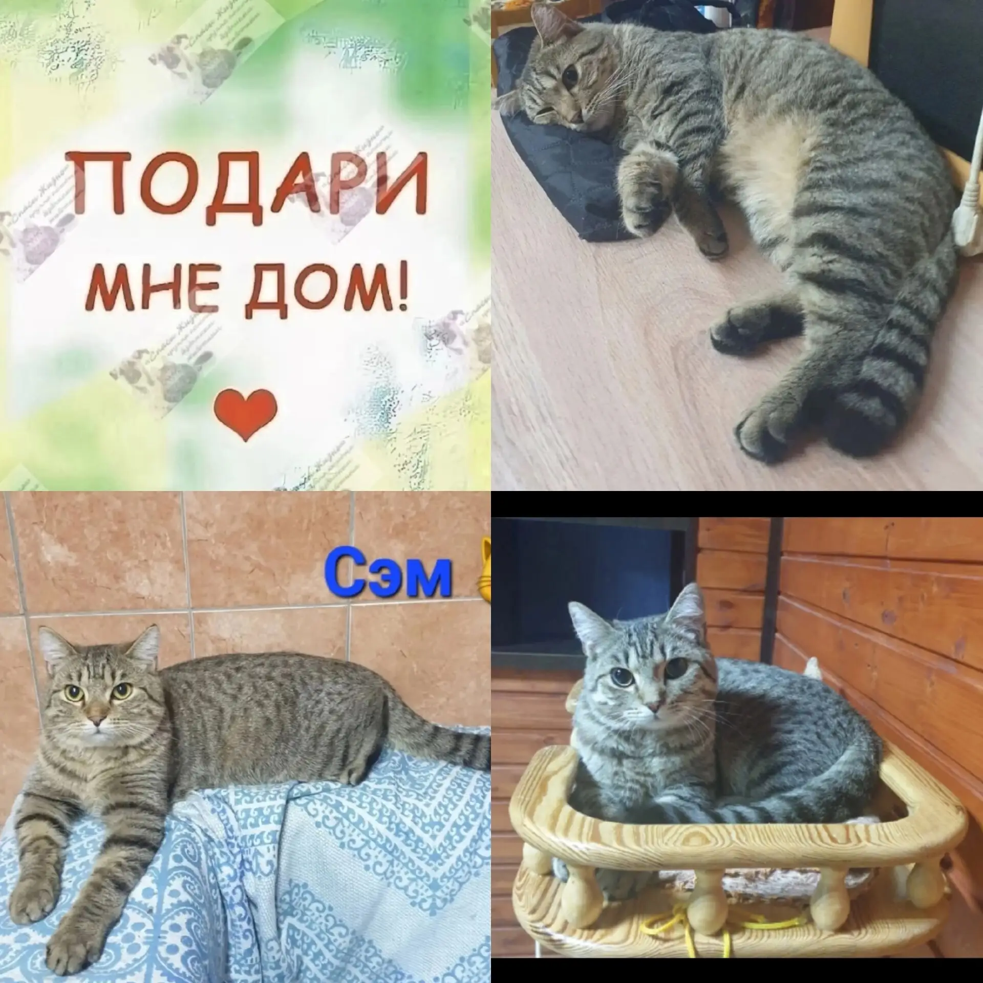 СЭМ, красавец-кот 🐈, в расцвете сил,