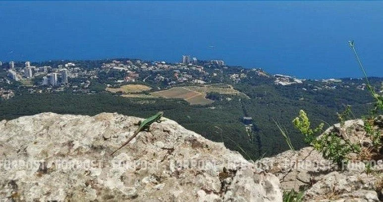 В Крыму сокращается численность ящериц