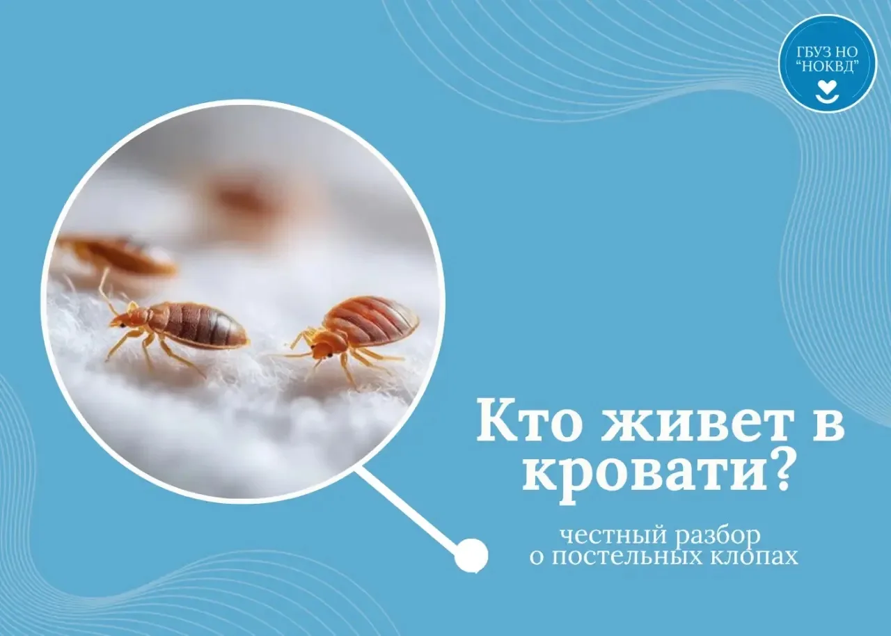 ЧТО ТАКОЕ ПОСТЕЛЬНЫЕ КЛОПЫ?