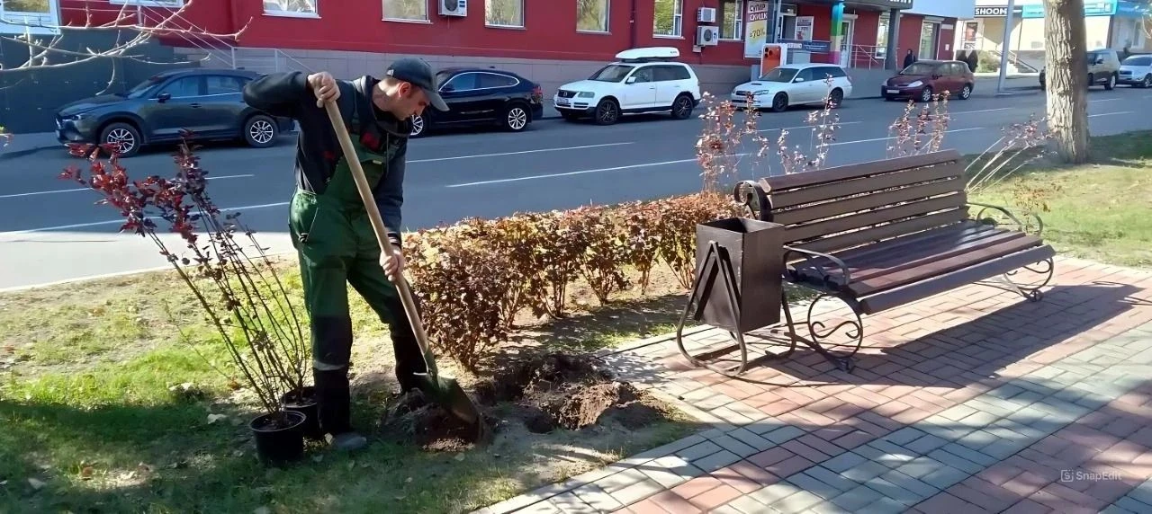 🌲В Барнауле продолжается осенняя высадка деревьев