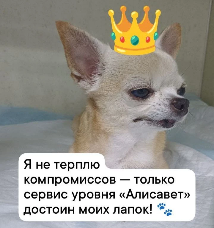 Для команды «Алисавет» каждый маленький пациент - это большой король 👑