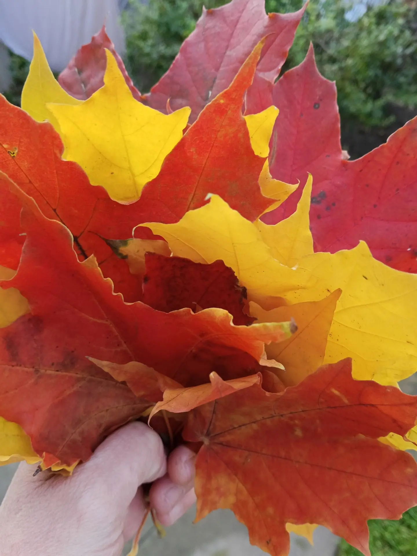 Красивой осени Вам. 🍁 🤗🥰