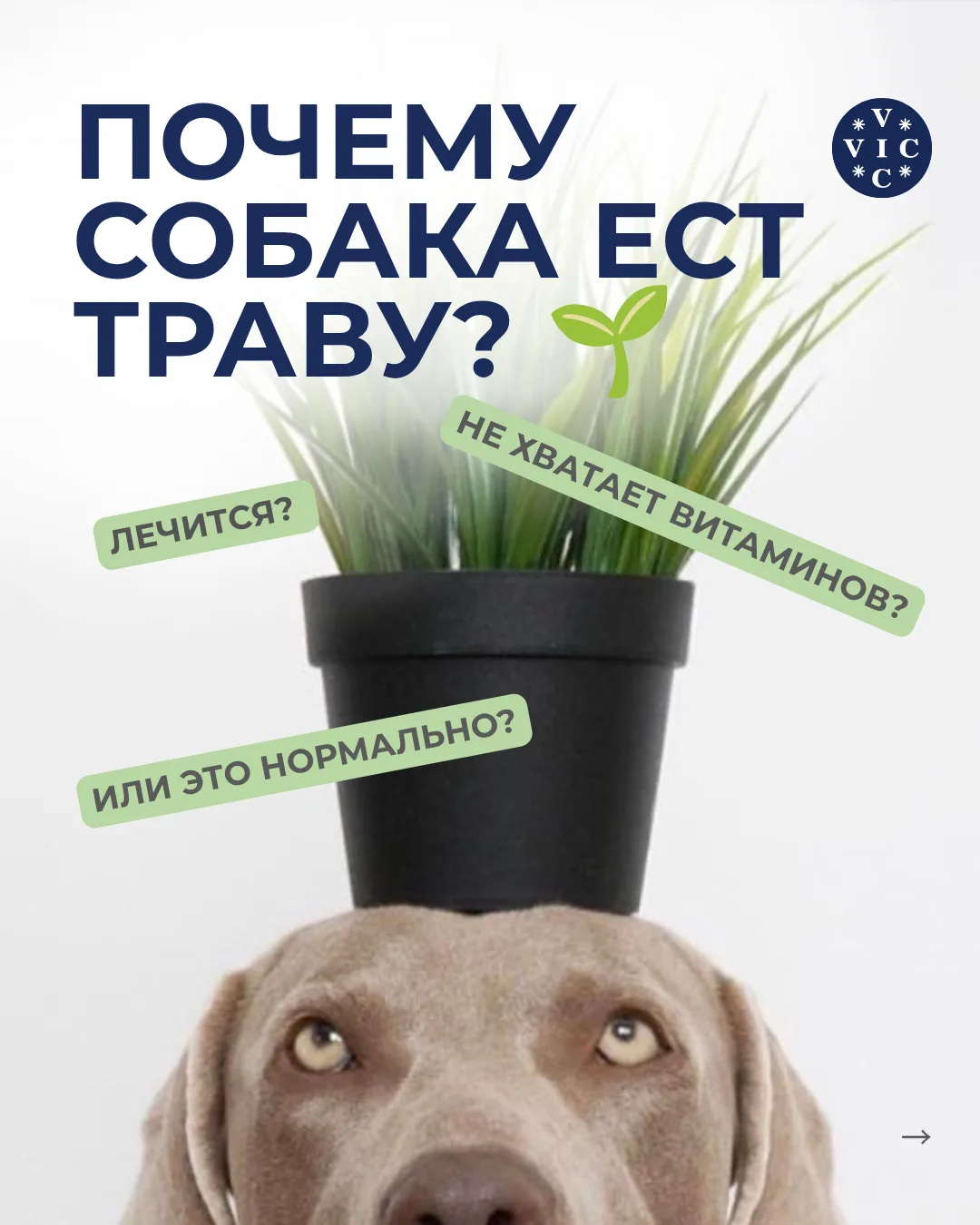 А ваша собака любит есть траву?