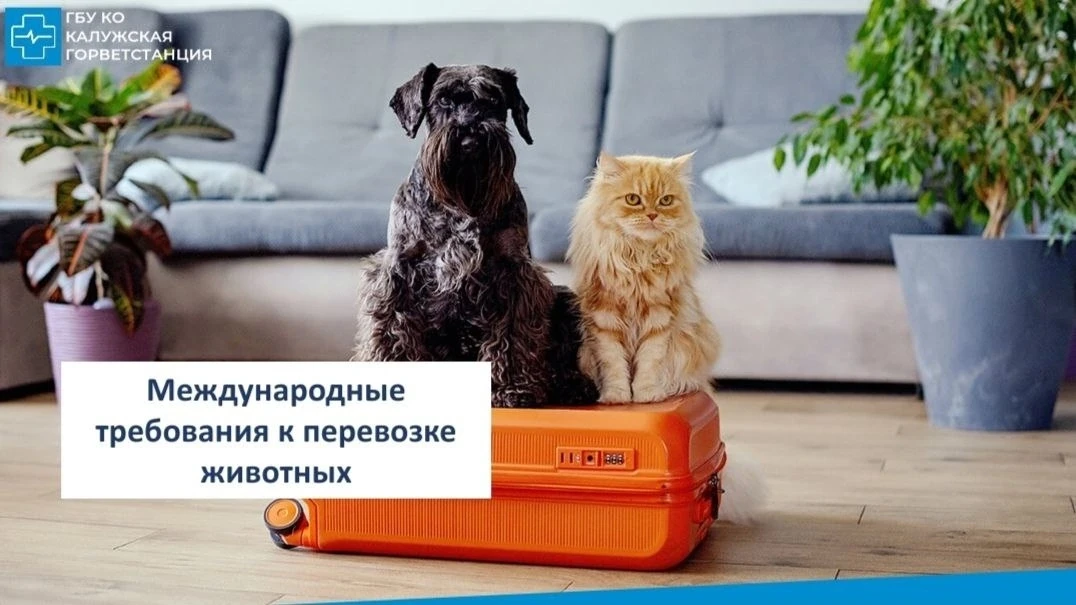 📌 Важные правила для владельцев животных при подготовке к поездке за границу (в т. ч. в Евросоюз)

