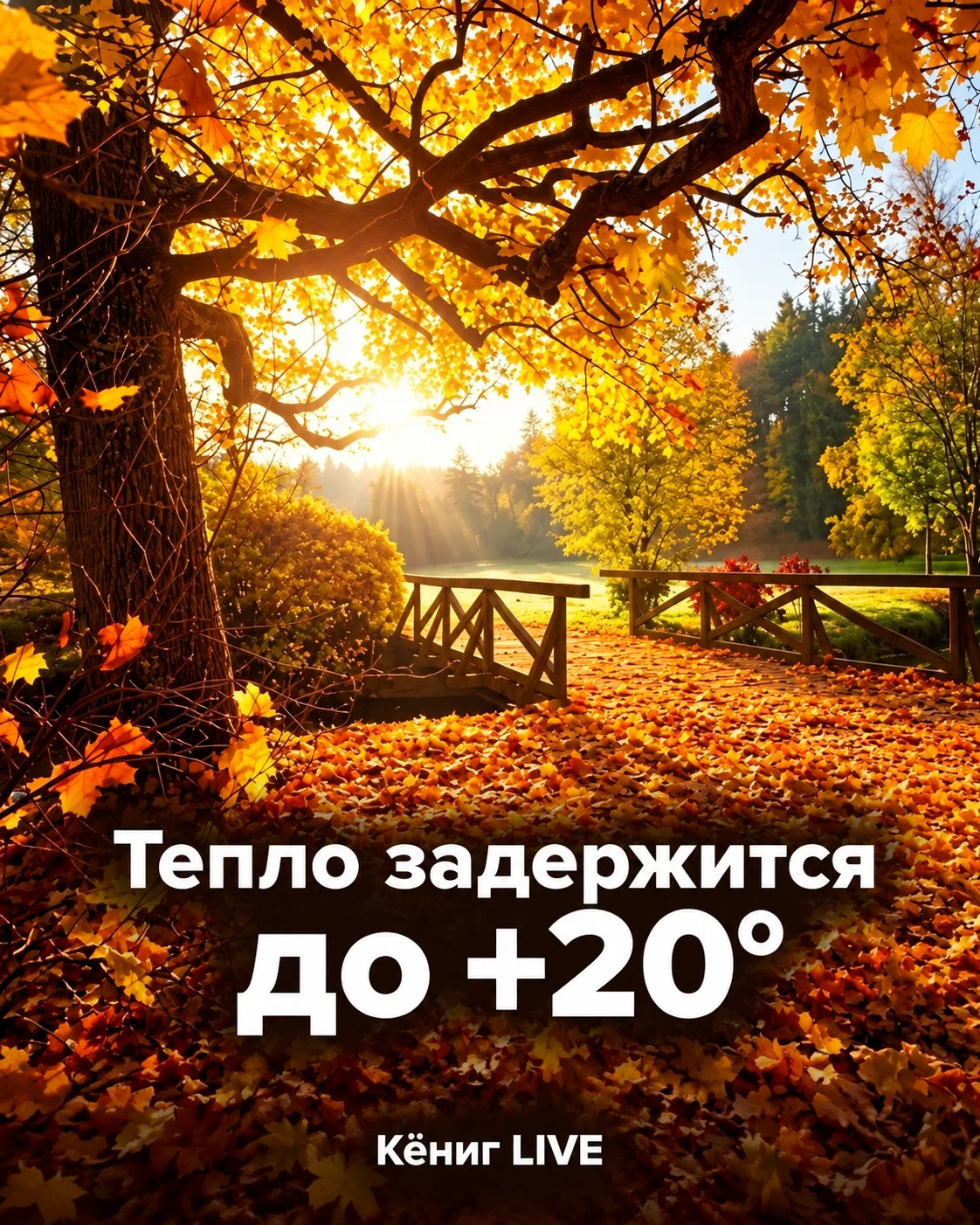☀️ Тепло задержится: в Калининградской области до +20 °C
