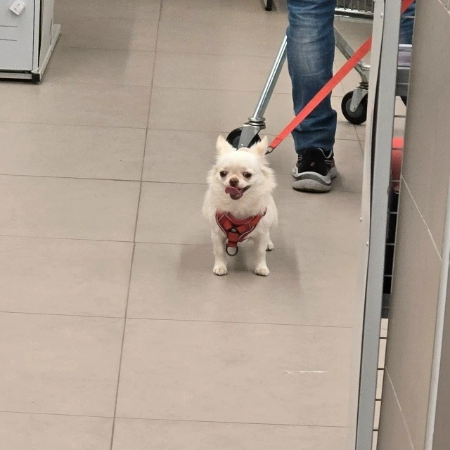 🐕 Поводок через всю тропинку — это не прогулка, а полоса препятствий