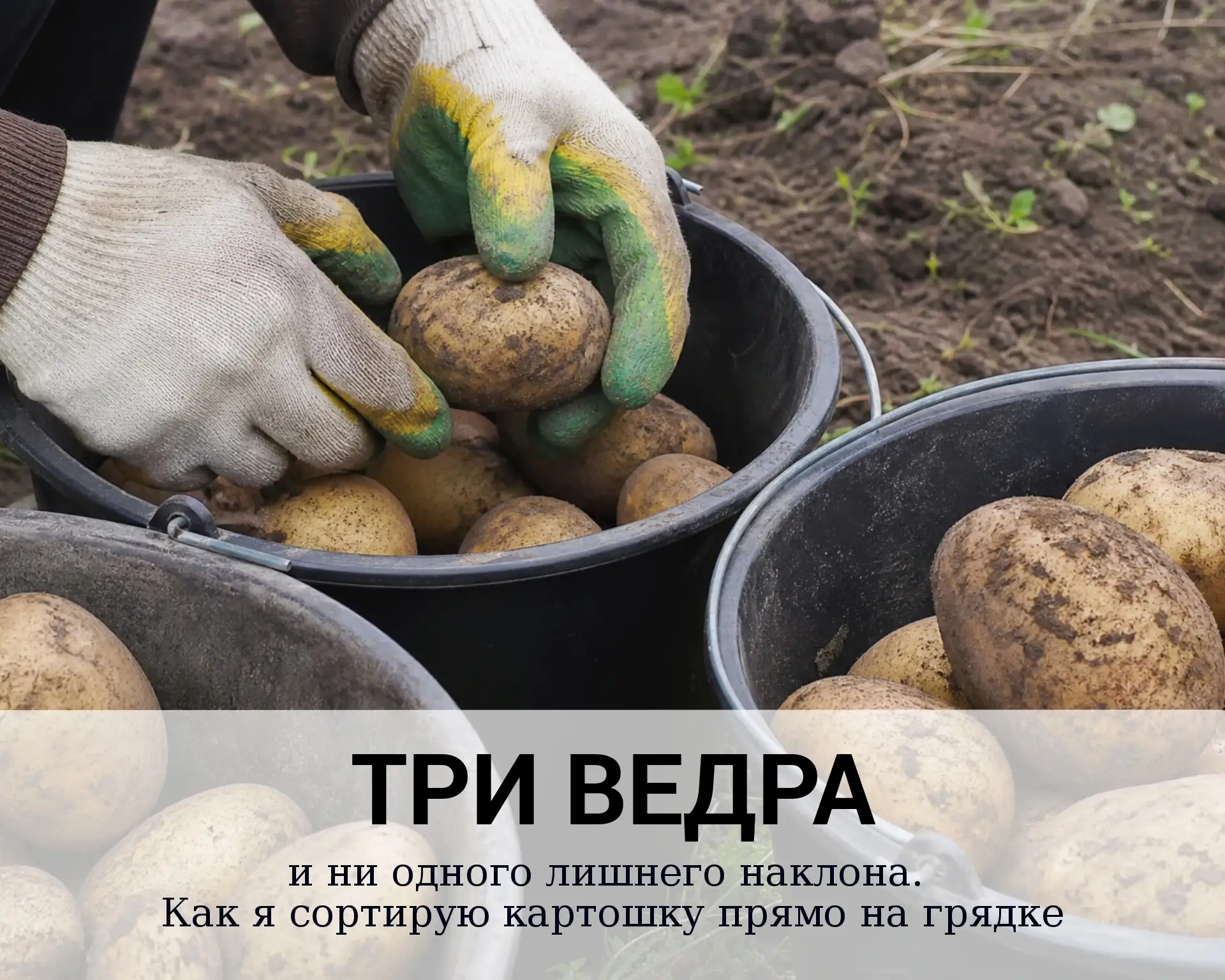 Сортировка на месте исключает второй акт травмы — длительное сидение в наклонной позе п...