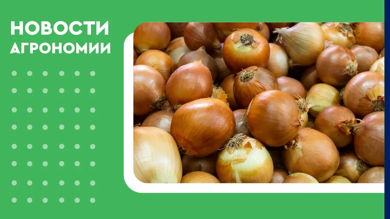 🧅 На Ставрополье началась уборка репчатого лука