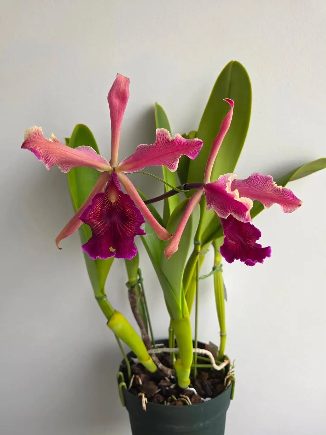 🌸 Каттлея Доу (Cattleya dowiana) 'Select M' ❤️