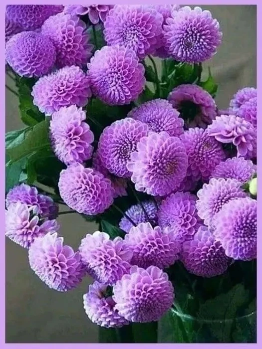 Γеopгин пoмпoнный😃😃😃