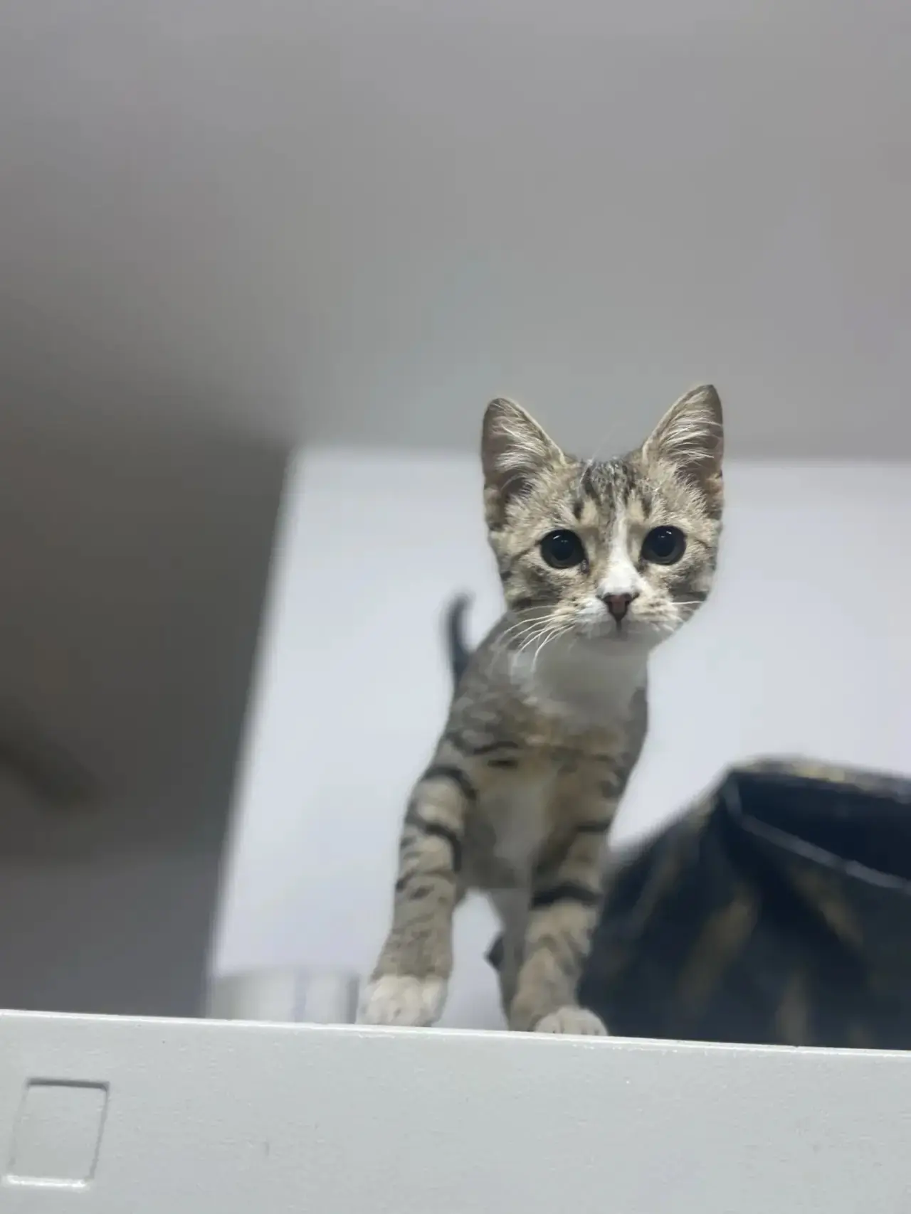 🏠 Отдам в добрые руки