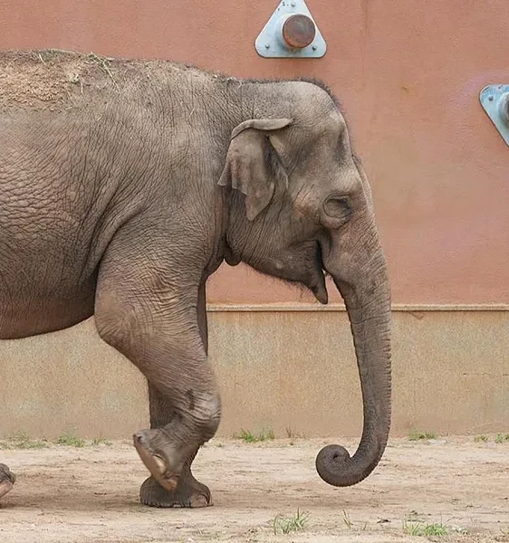 Москвичи учатся о слонах: викторина в зоопарке

🐘 Участники викторины узнают уникальные особенности