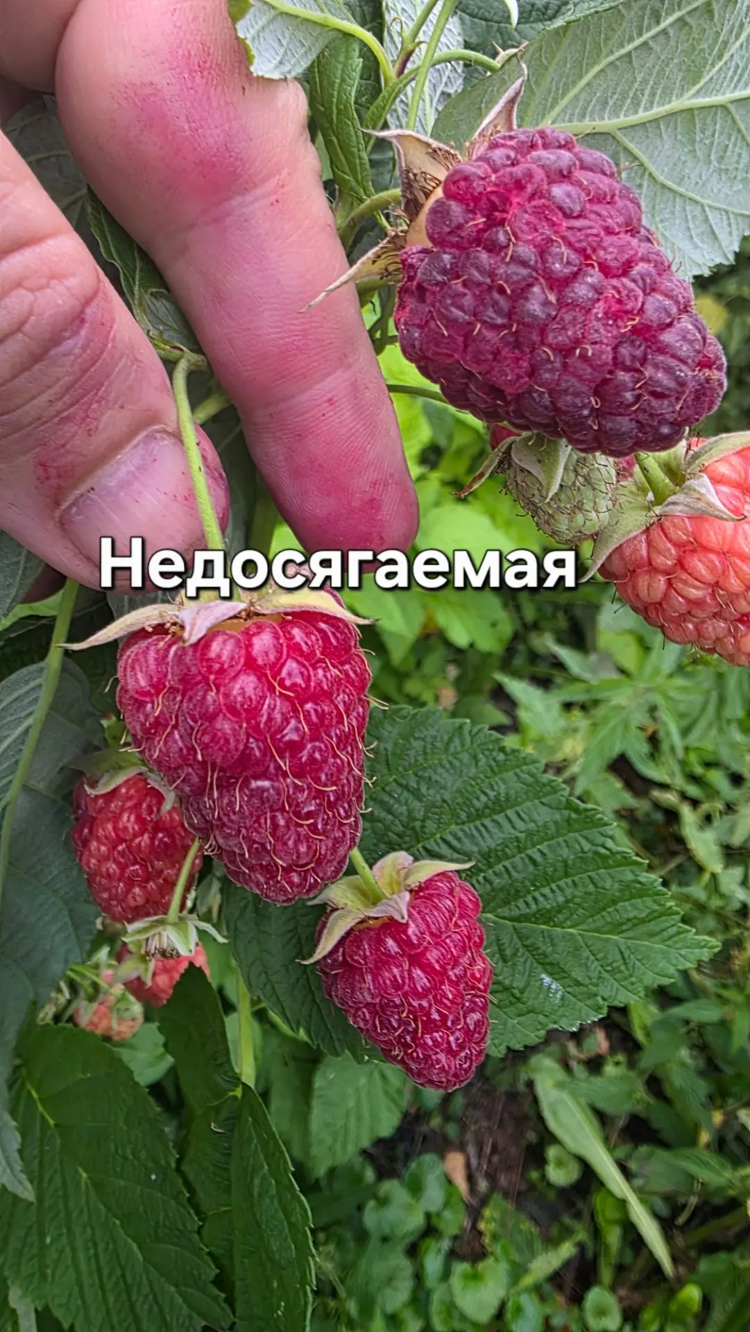 Я сегодня снимал завязочки с летних прививок,уже прижились.А сейчас залез в малину и ве...