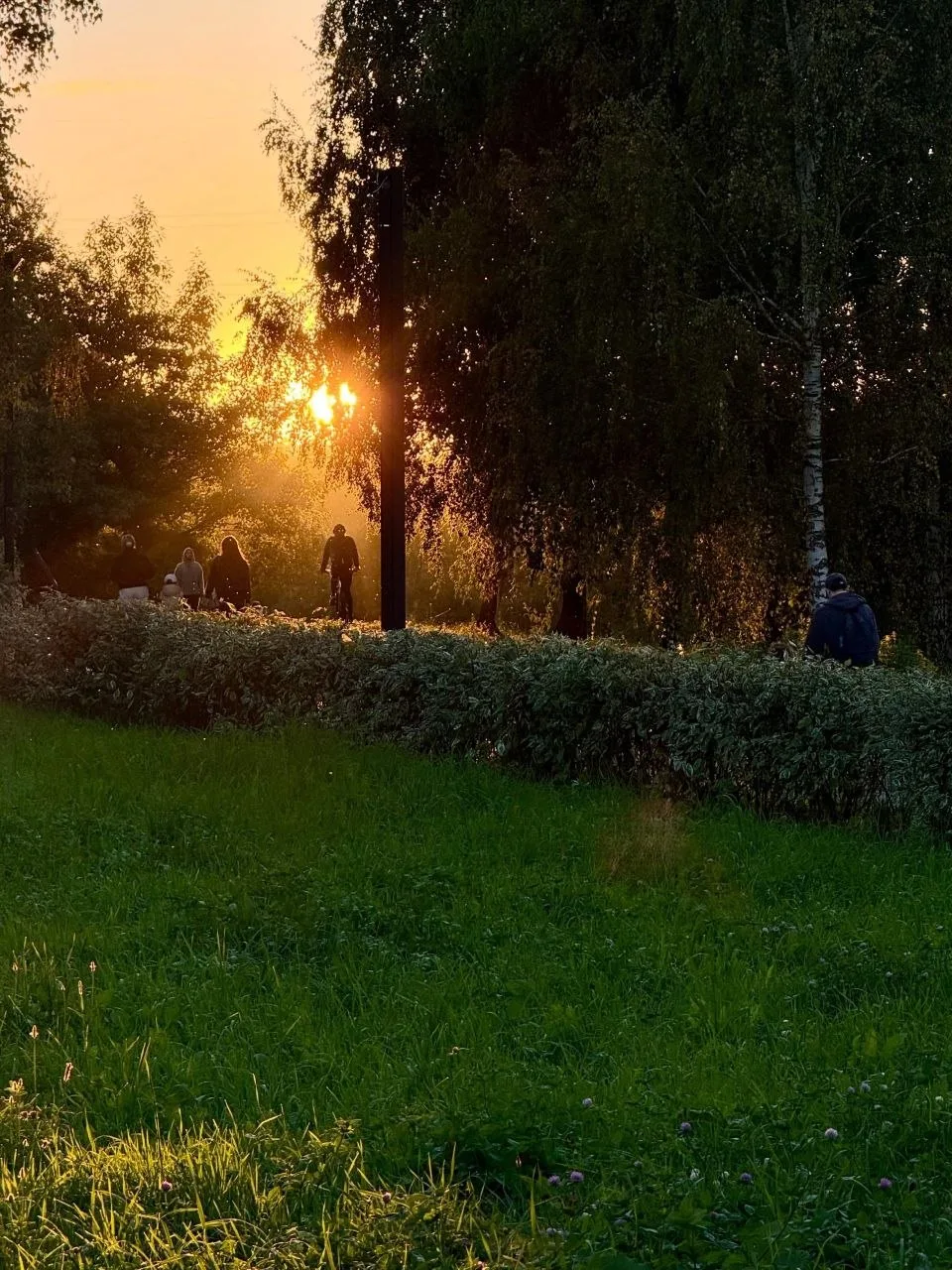 Посмотрите, как солнце красиво пробивается через листву 🤩