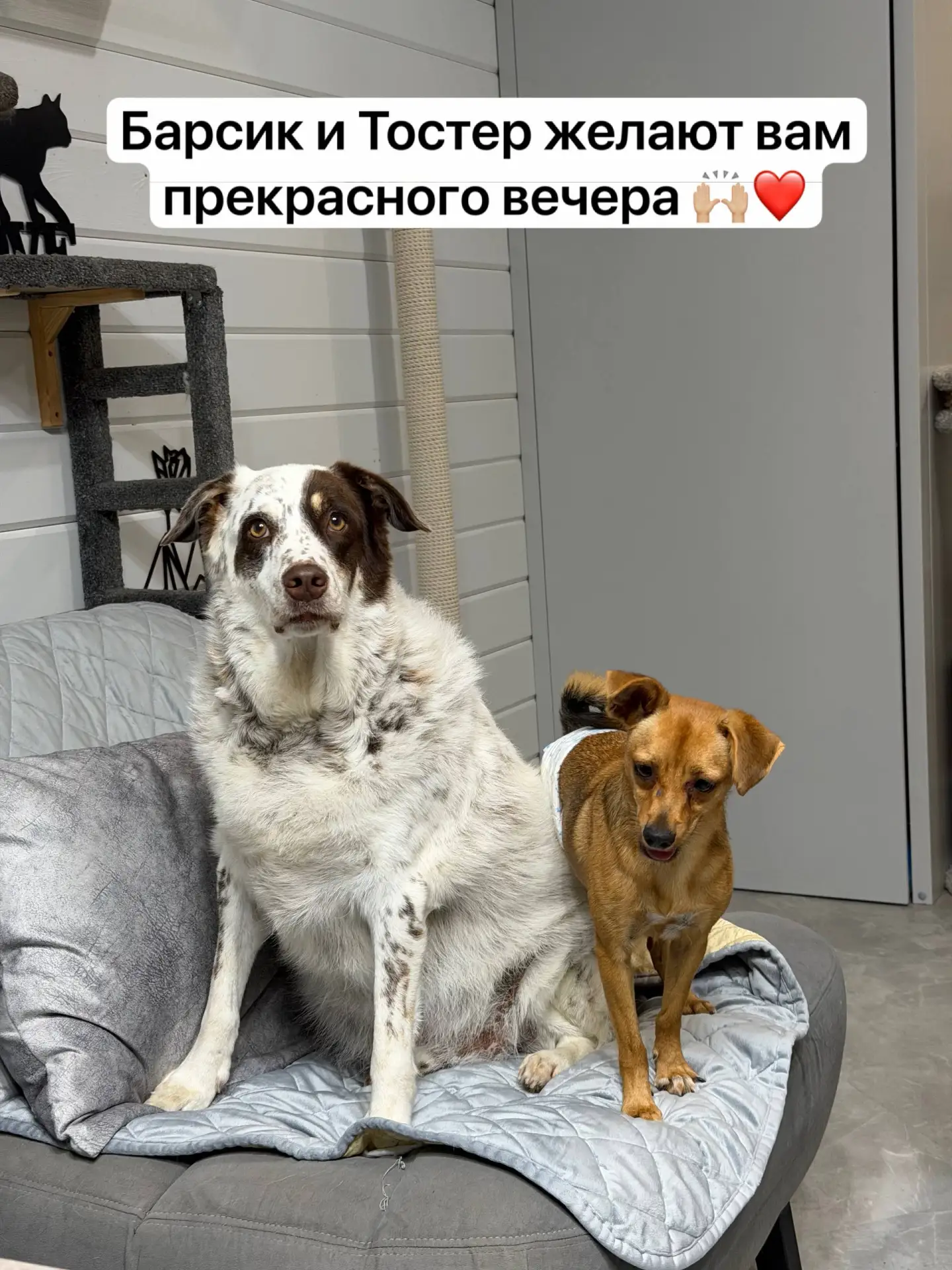 Нуууууу😅 как вы поняли у Честера много прозвищ 🙈