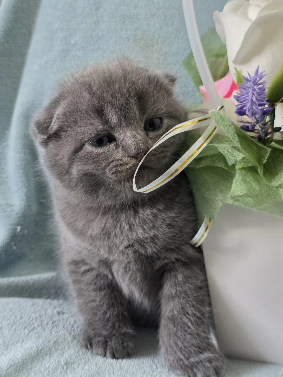 Продам вислоухих и прямоухих котят, голубой окрас, Луганск