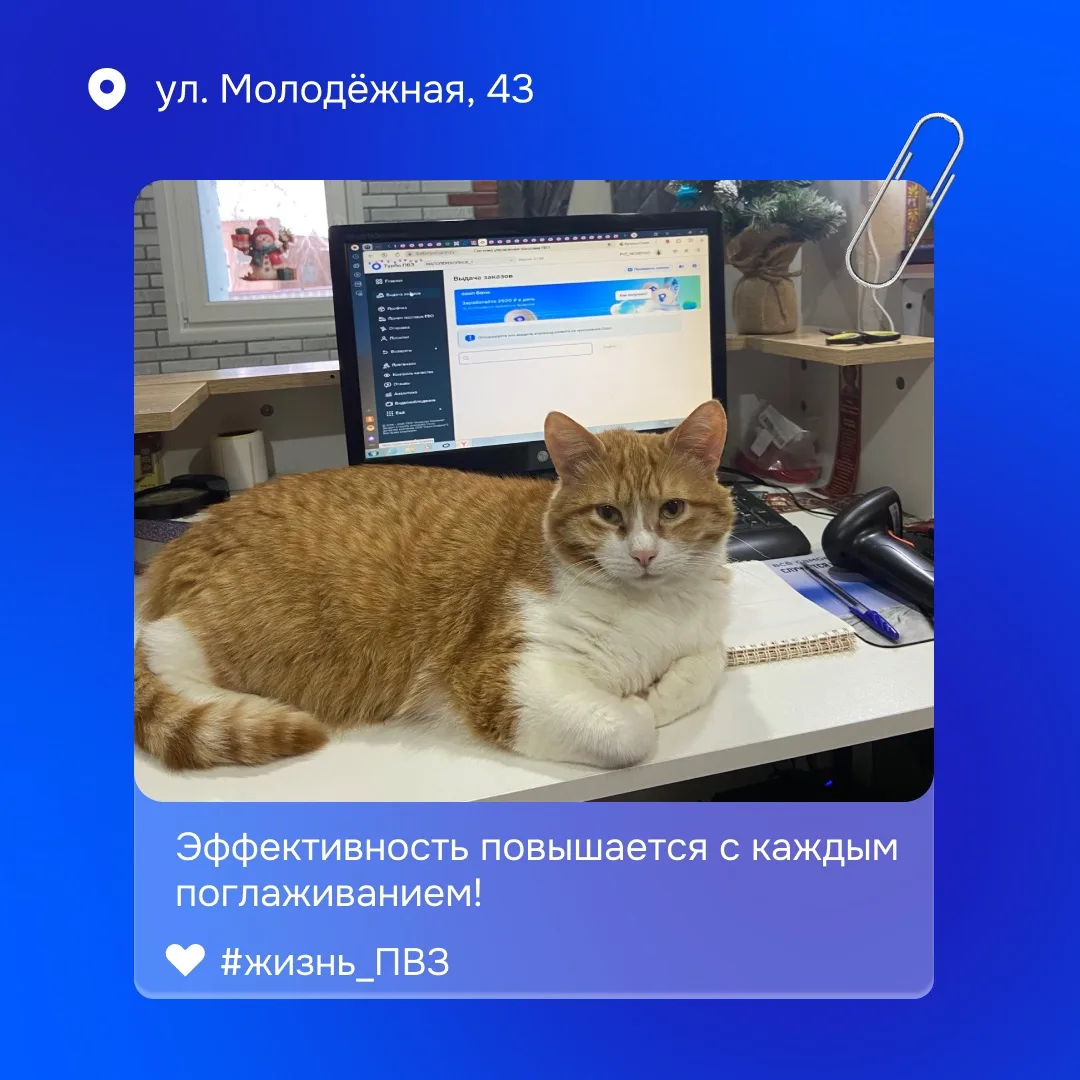 🐈 Старший усатый менеджер знает секрет эффективной работы  Лучший способ контролировать заказы — уют