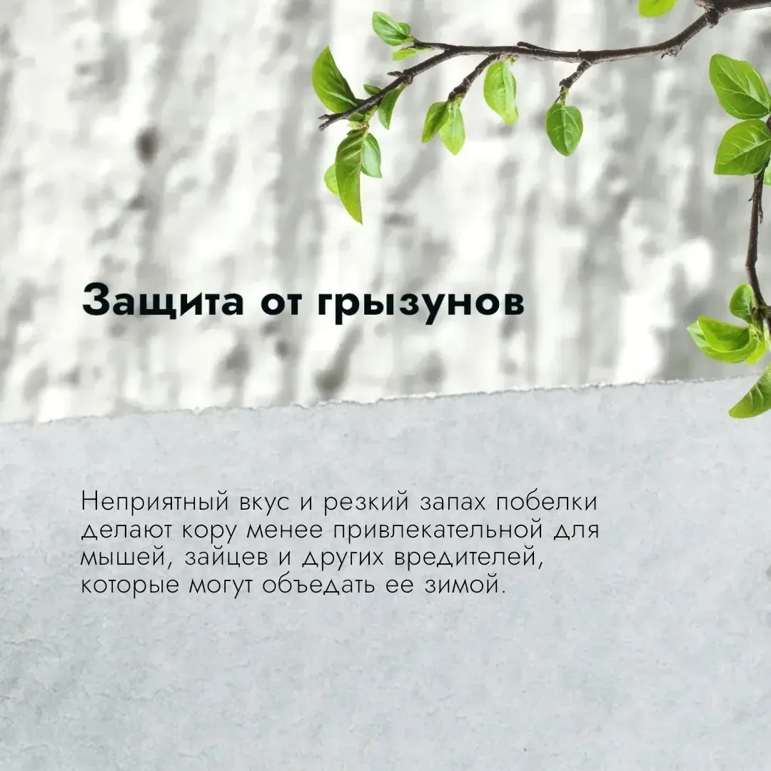 🌳В Чебоксарах проходят работы в рамках майской побелки деревьев   🌿 Обработка стволов деревьев в это