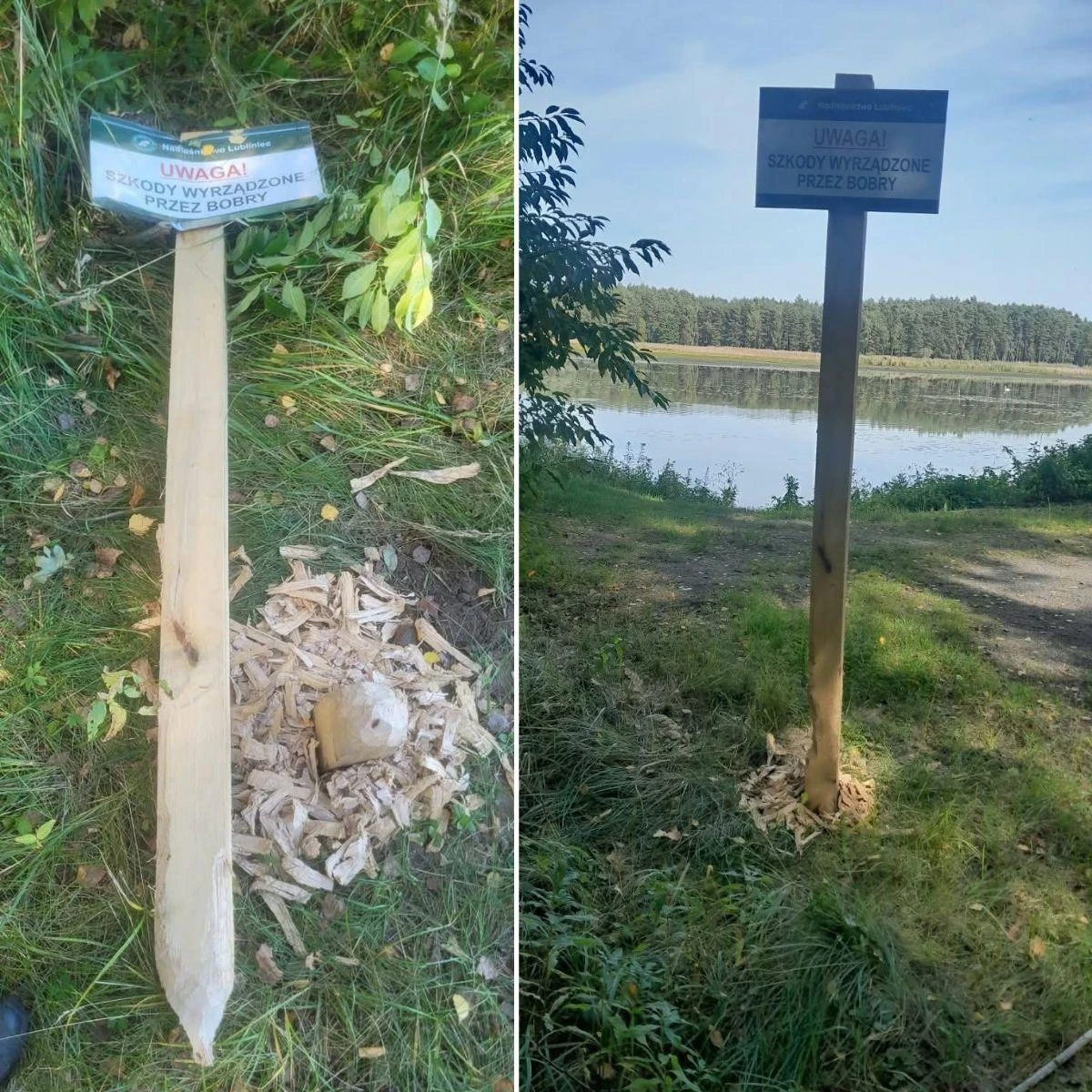🦫 Бобры в Польше объявили войну местным властям